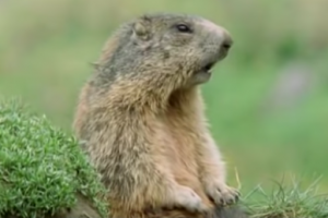 why creative is so important animal testimonials